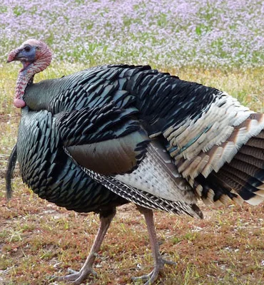 wild turkey