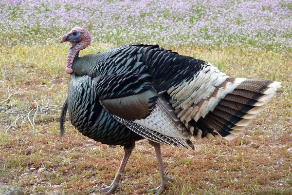wild turkey