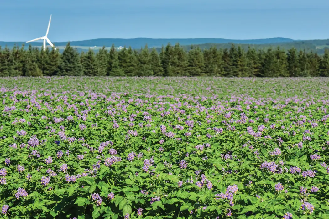 Aroostook potato country