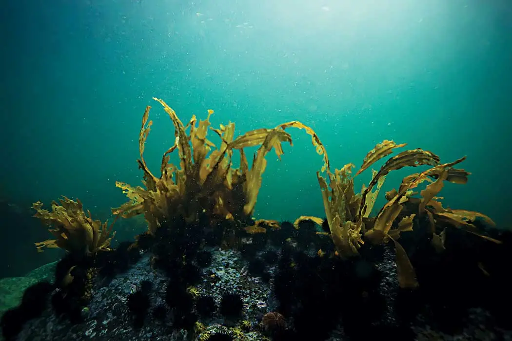 Deep in the Seaweeds