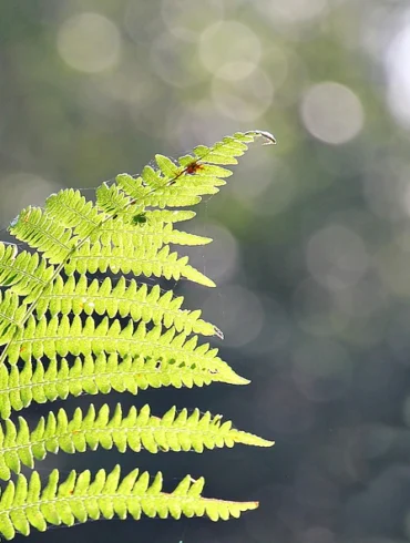 fern