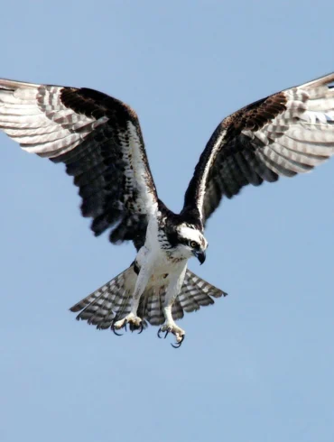 osprey