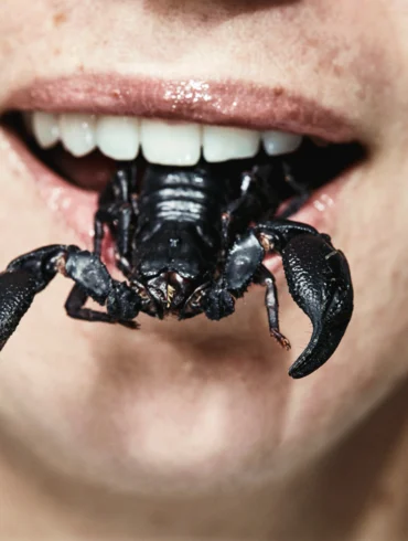 Scorpion