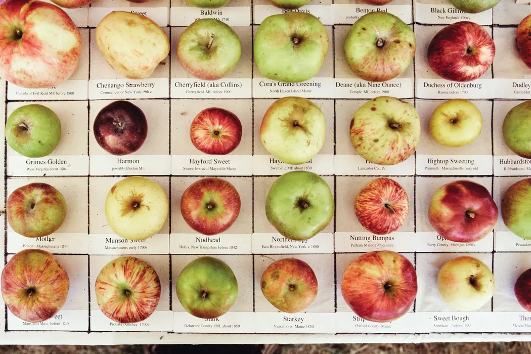 Heirloom apples from the Maine Heritage Orchard