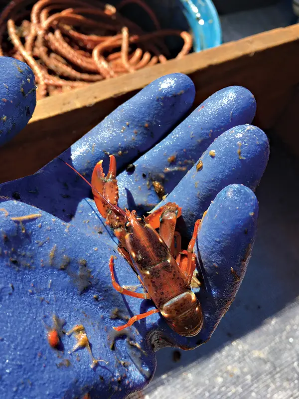Casco Bay baby lobster