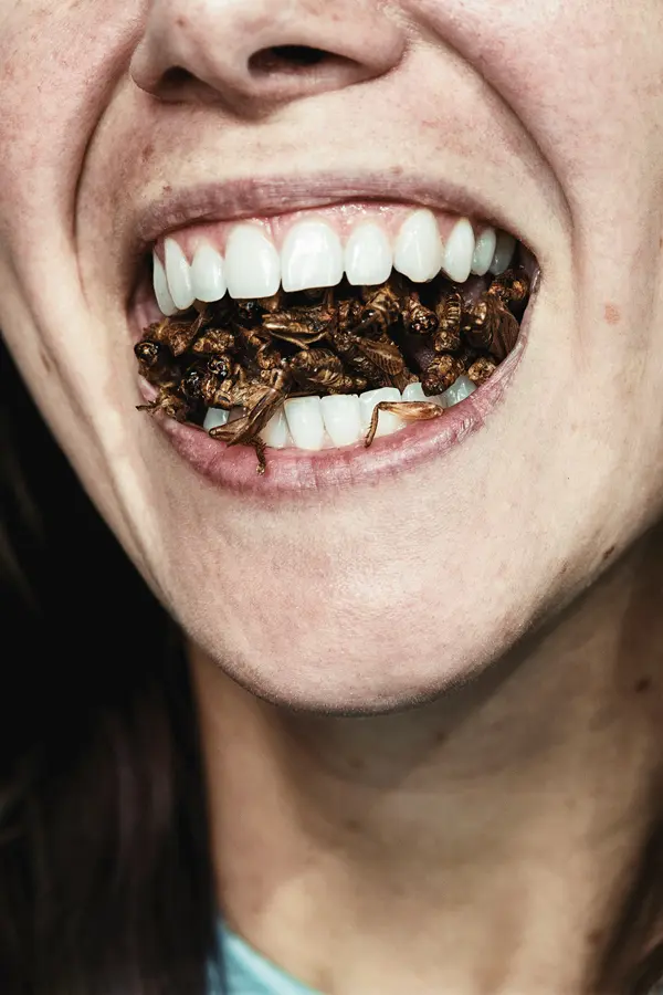 Grasshoppers