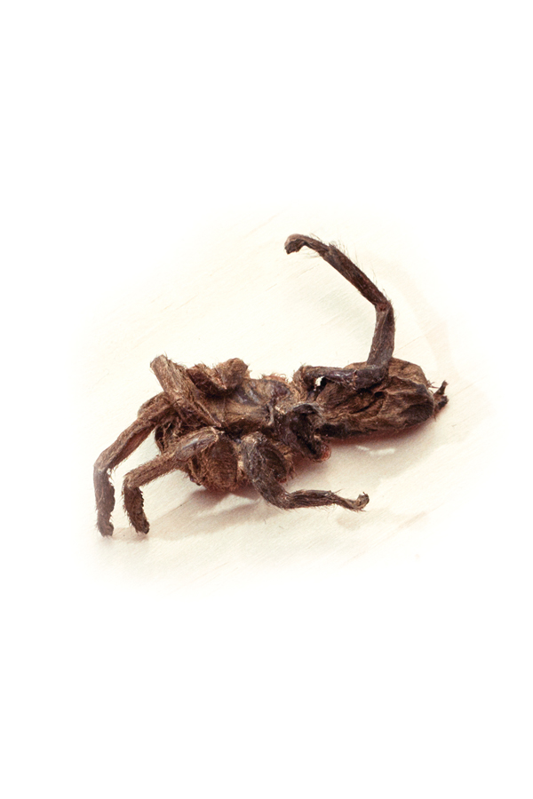 Creature Features Tarantula