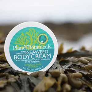 Seaweed Body Cream