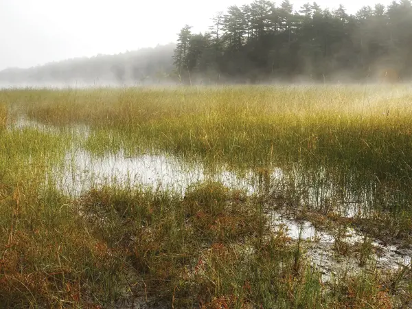A misty marsh on Merrymeeting Bay.