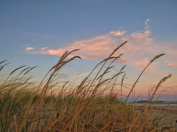 Beach grasses at Popham Beach, where the Kennebec meets the sea.