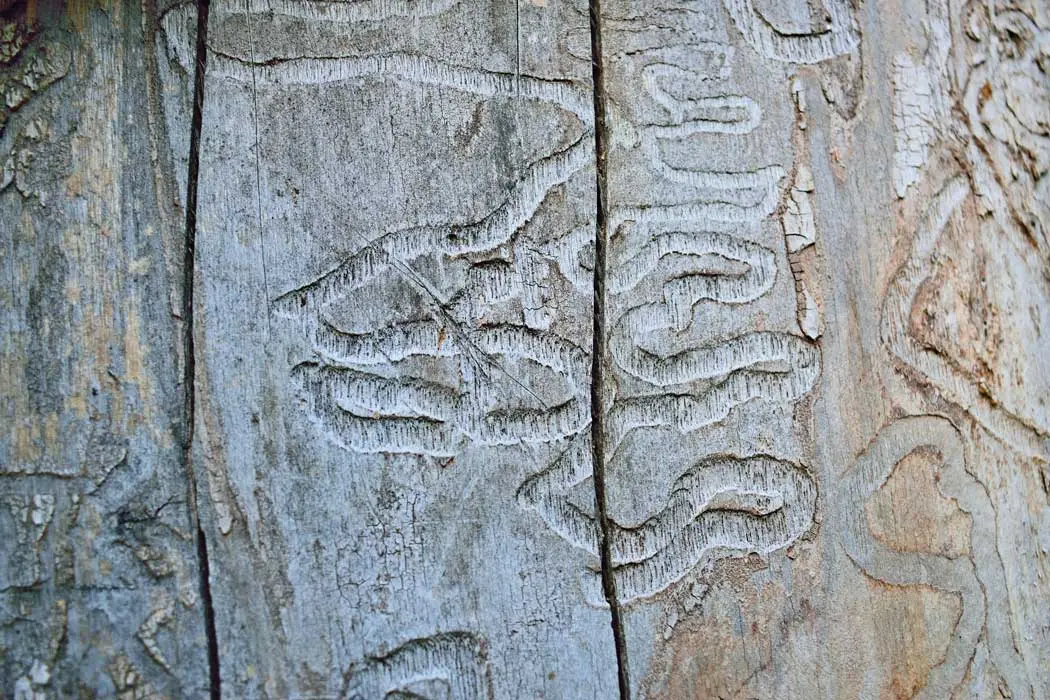 Emerald ash borer larvae leave telltale tracks under a tree’s bark.