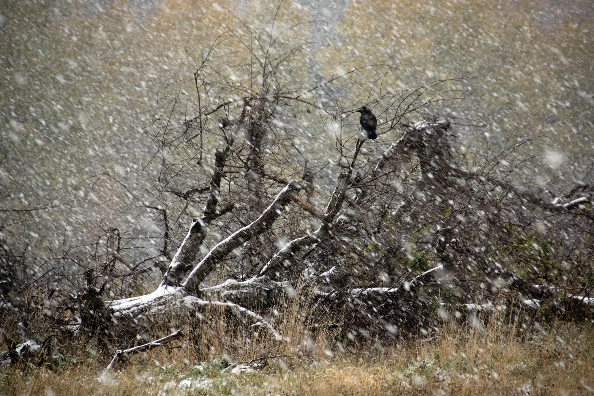 2019 Down East Reader Photo Contest