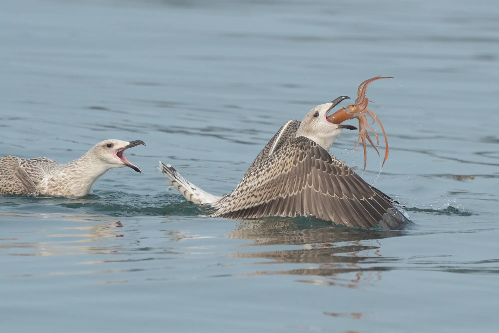 2019 Down East Reader Photo Contest