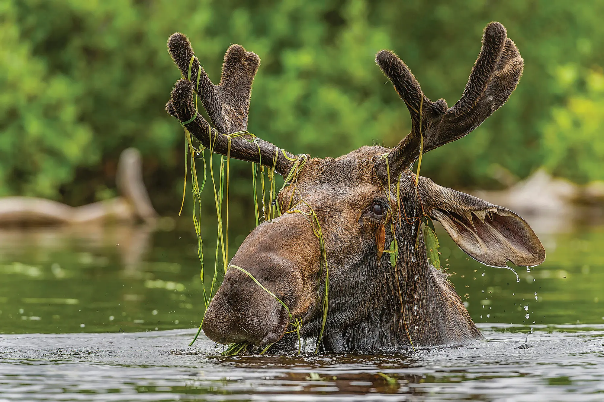 2019 Down East Reader Photo Contest