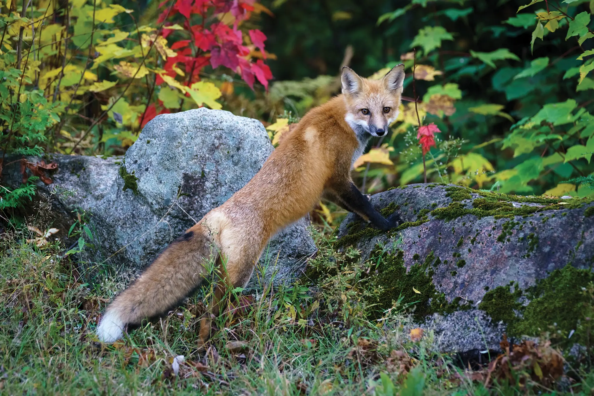 2019 Down East Reader Photo Contest