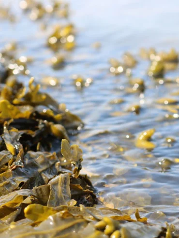 seaweed