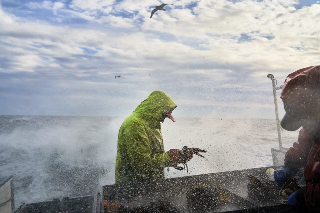 Frigid, 25-mph winds kick up sea spray as Smith measures a lobster to determine whether it’s big enough to keep.