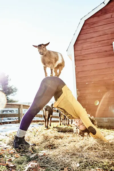 Goat Yoga