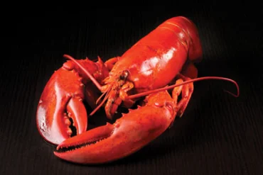 Lobster