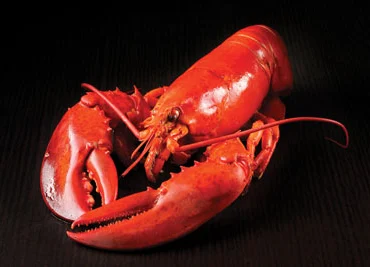 Lobster