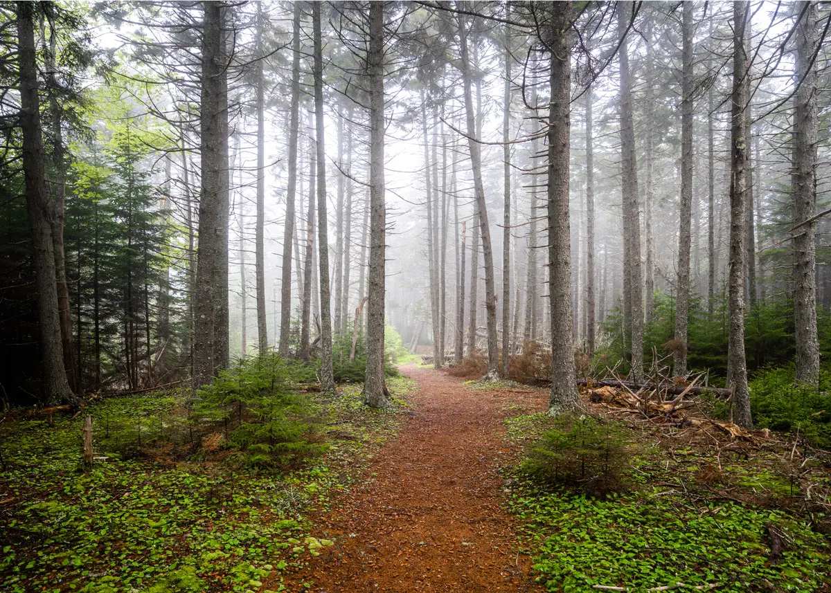 Cathedral Woods