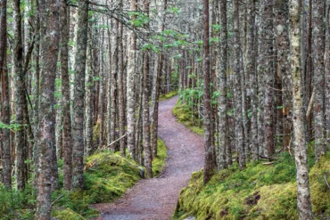 Maine Trail Finder