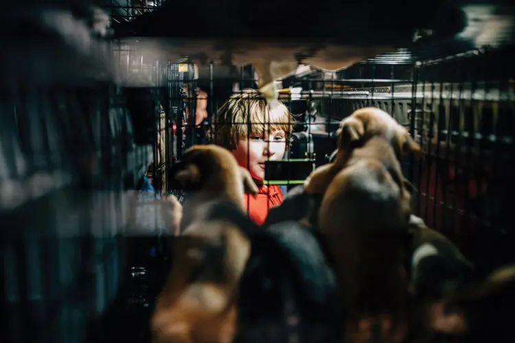 Rescue Dogs Rescue Dogs