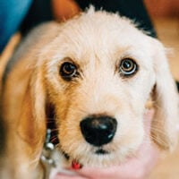 Sweet, Deaf Dog Has Spent More Than 400 Days in a Maine Shelter