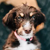 Rescue Dog Rescue Dog