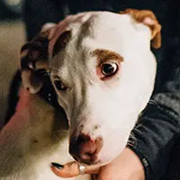 Rescue Dog Rescue Dog
