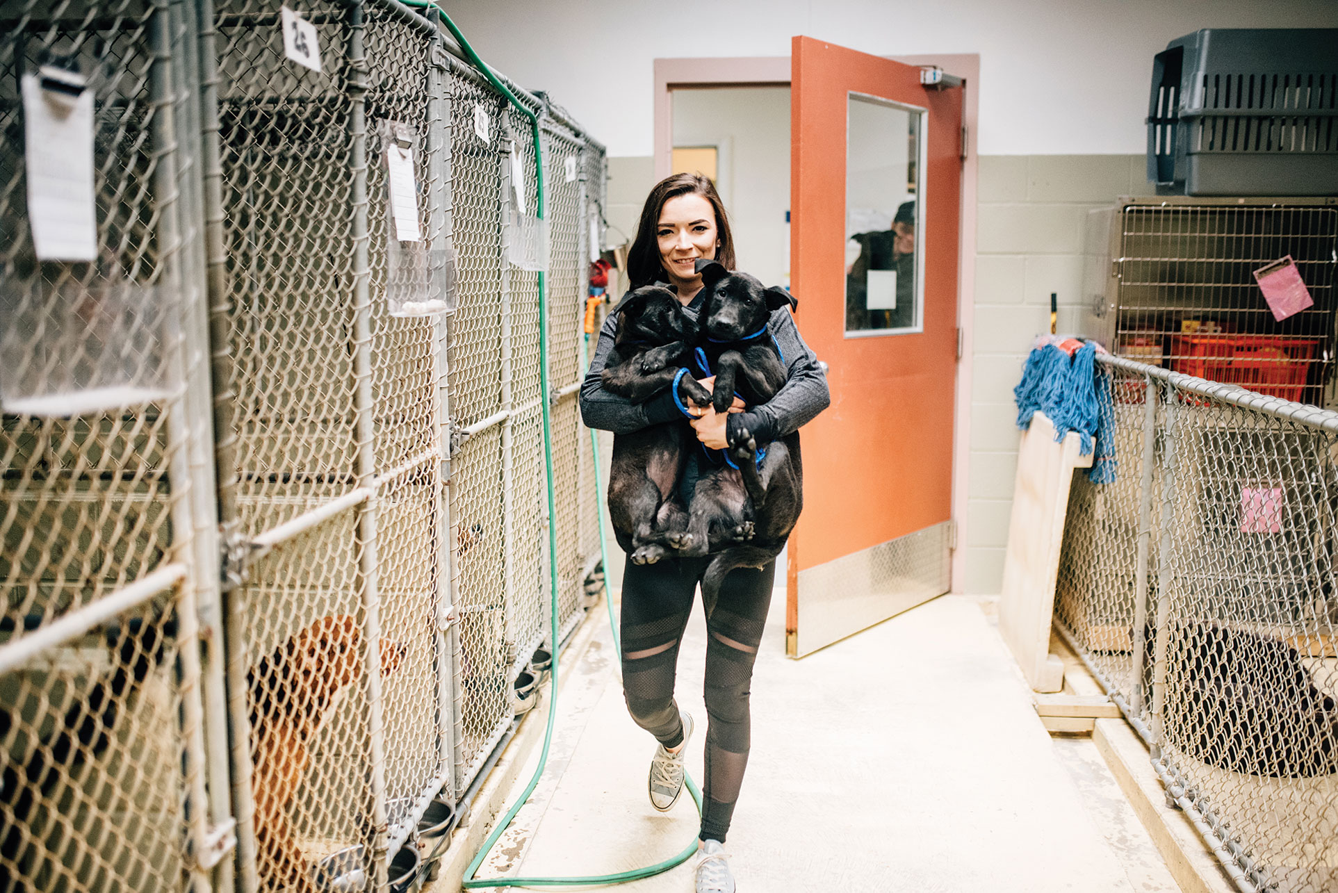 Volunteer Lauren Moffat helps unload dogs at the Kittery Animal Hospital, which shelters strays and offers adoptions.