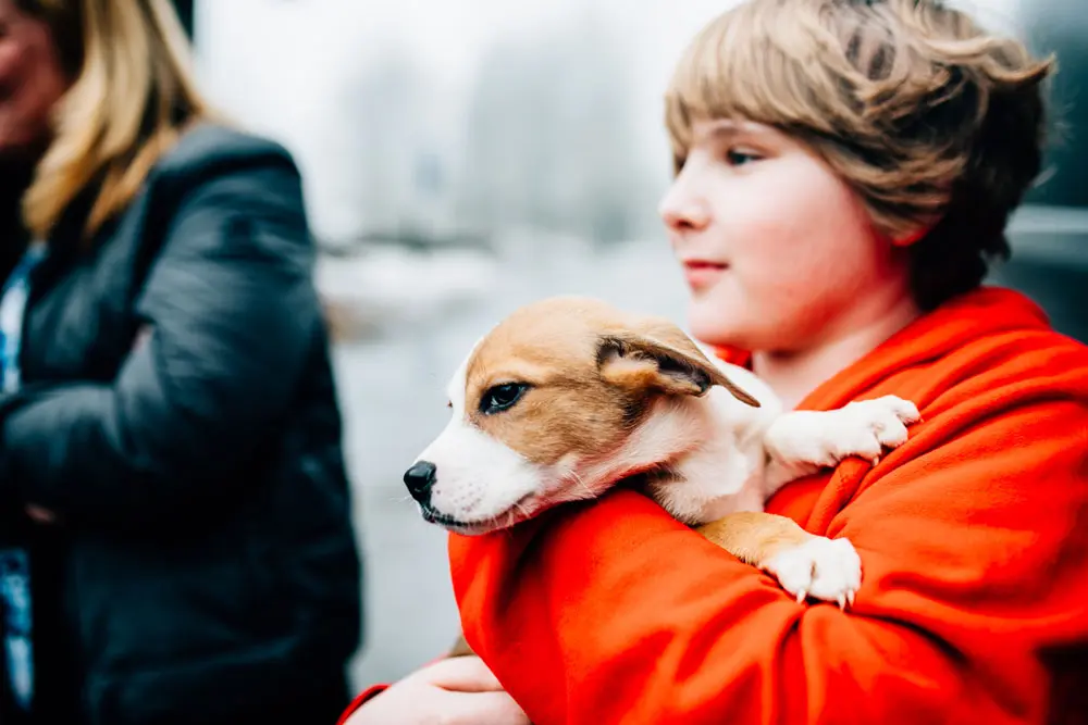 Rescue Dogs Rescue Dogs