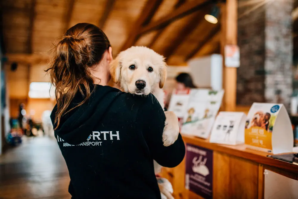 Rescue Dogs Rescue Dogs