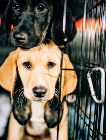 Rescue Dogs