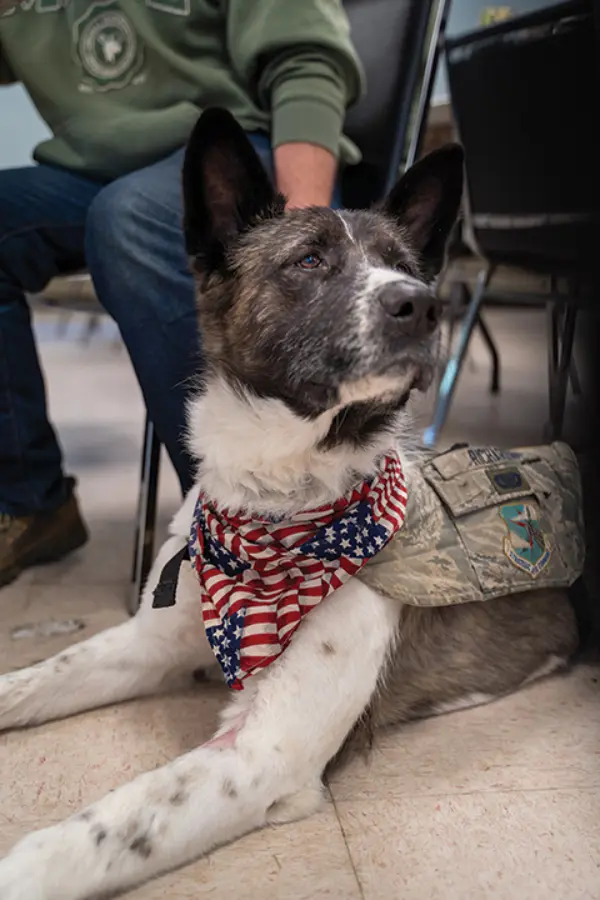 Paws for Peace Paws for Peace