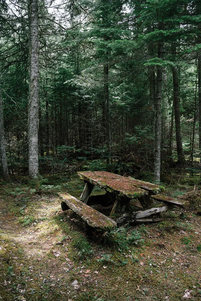 The St. John River Forest