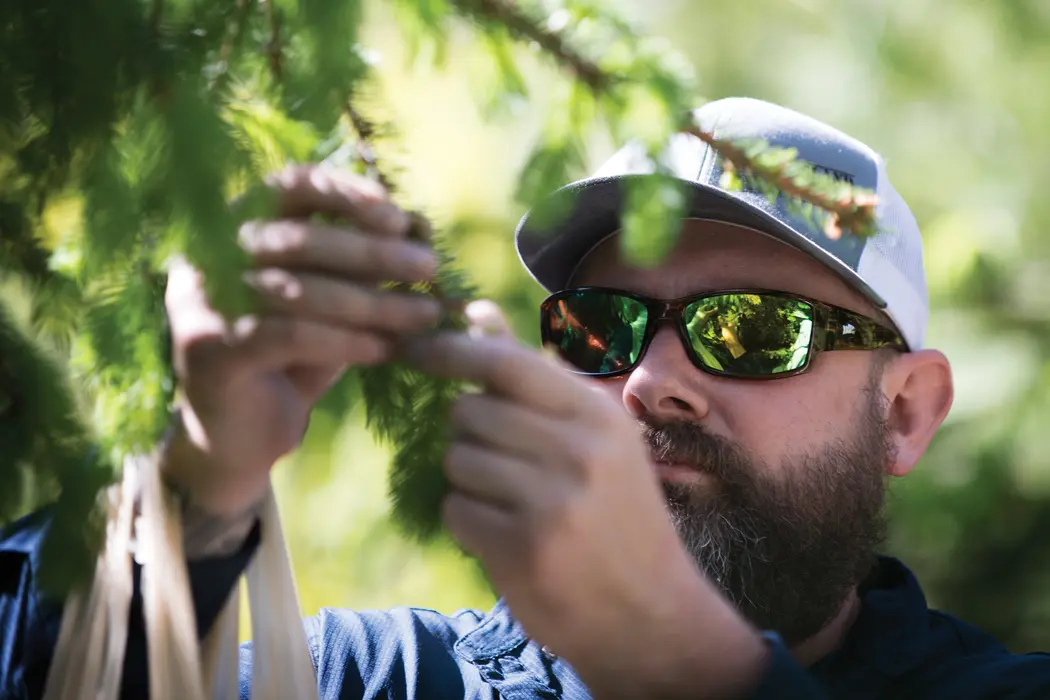 spruce beer