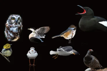 Maine Birds