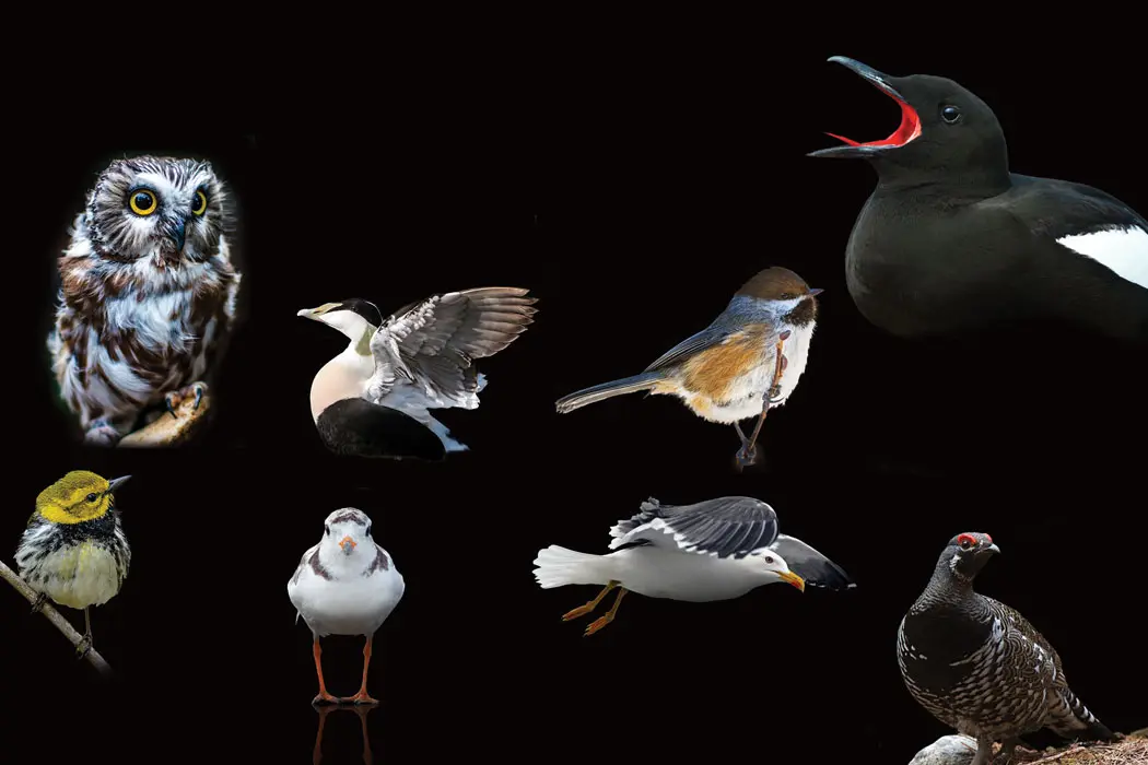 Maine Birds
