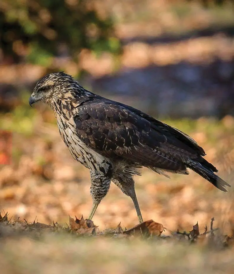 Black Hawk