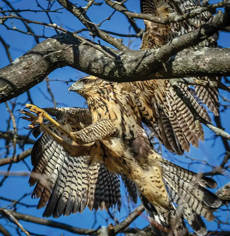 Black Hawk