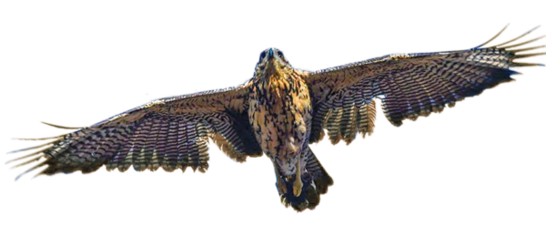 Black Hawk