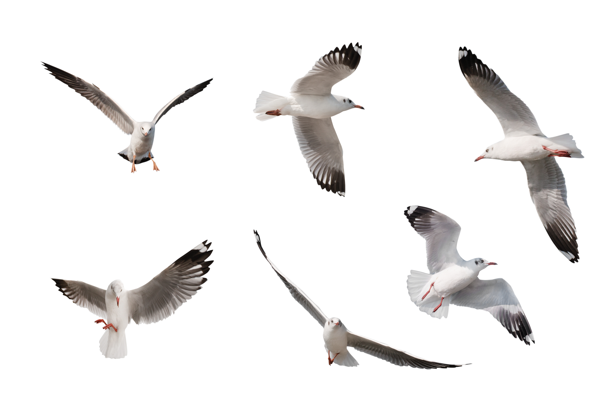 Flock of gulls