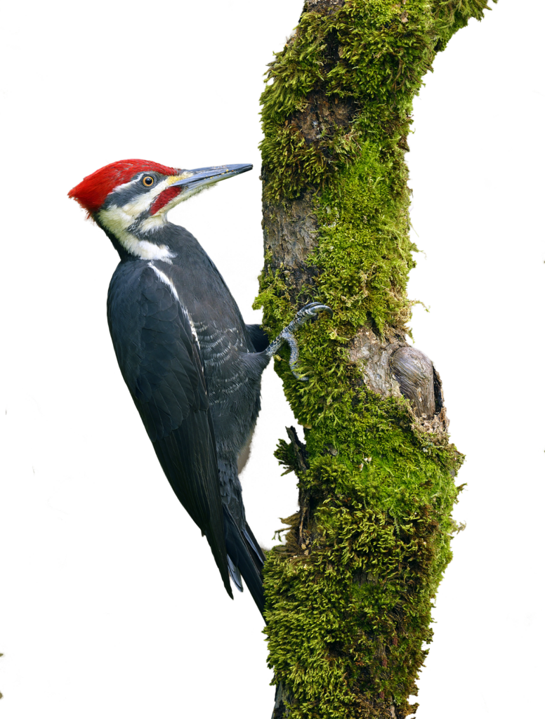 Woodpecker