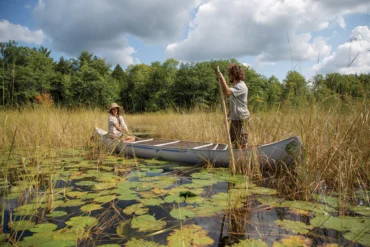 wild rice harvesting in Maine