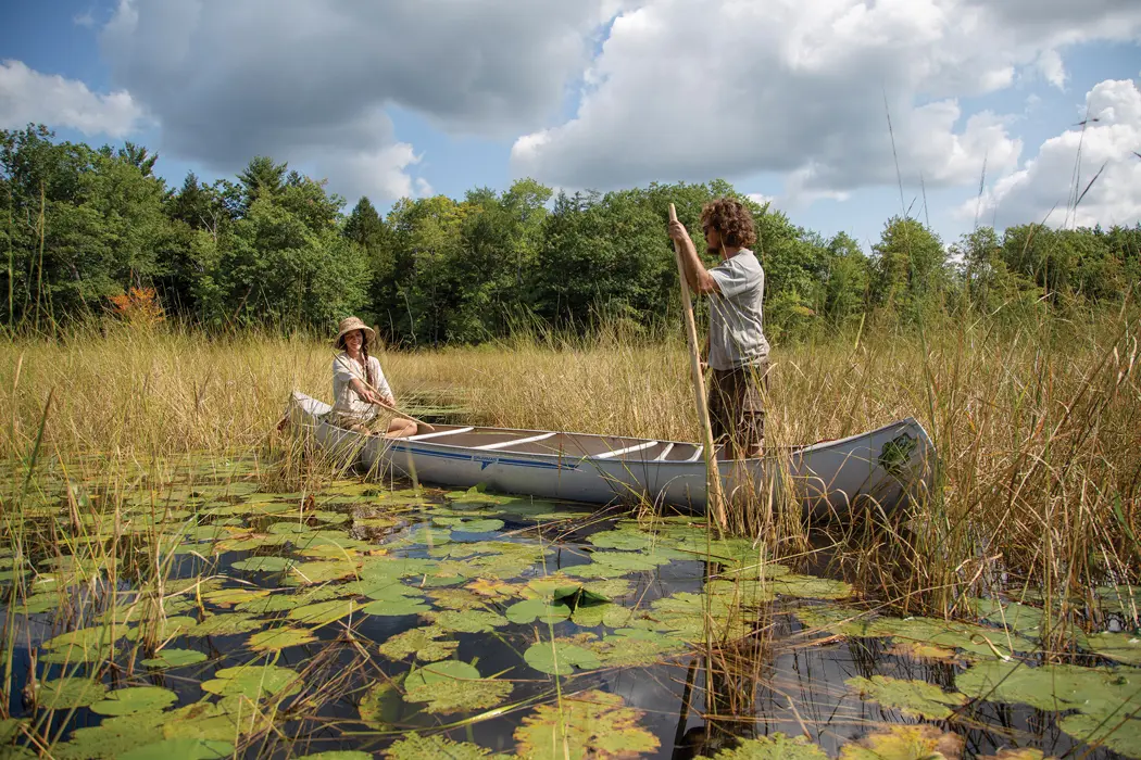 wild rice harvesting in Maine