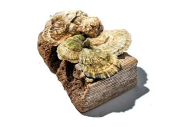 Shuck Station Oysters