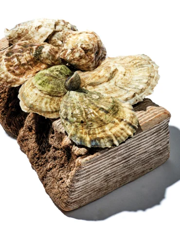 Shuck Station Oysters