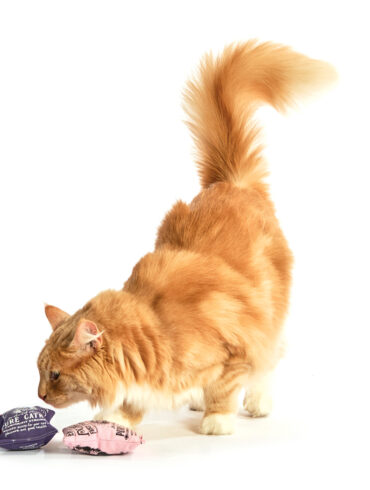 Dr. Pussums catnip