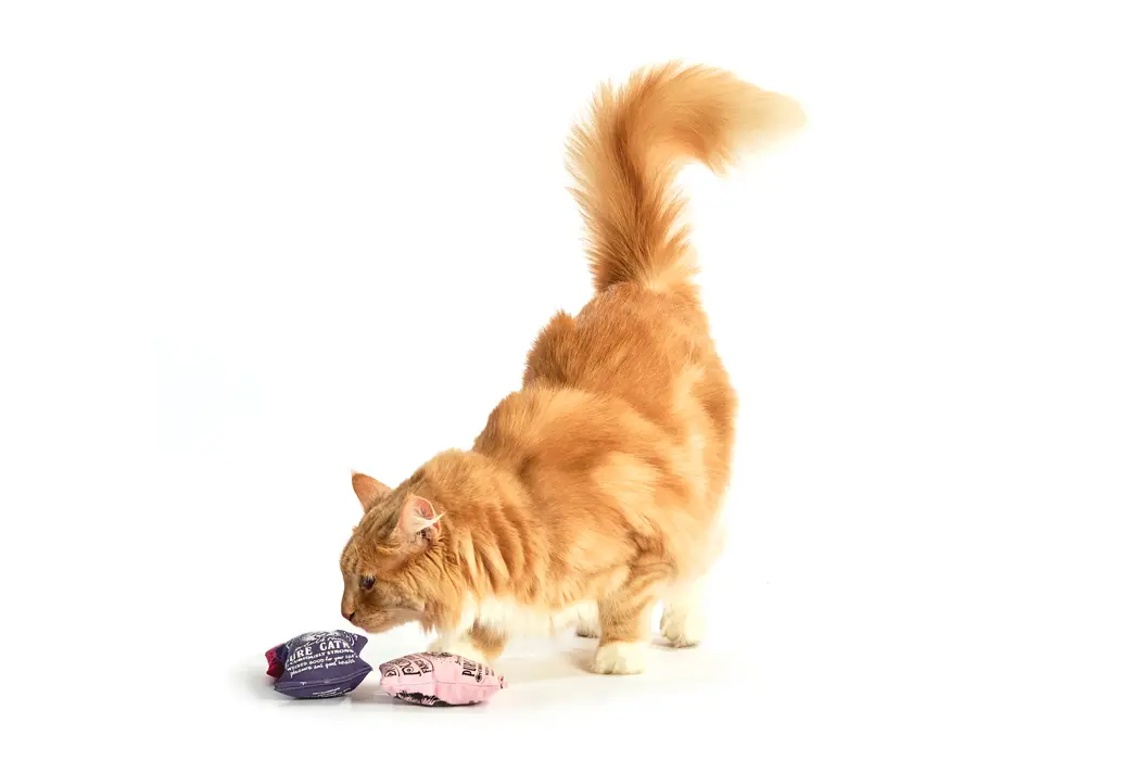 Dr. Pussums catnip